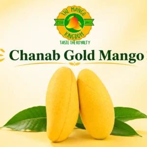 chanab_gold_mango_