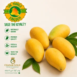 Sindhri mango season in Pakistan
