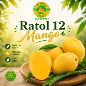 12 no ratol