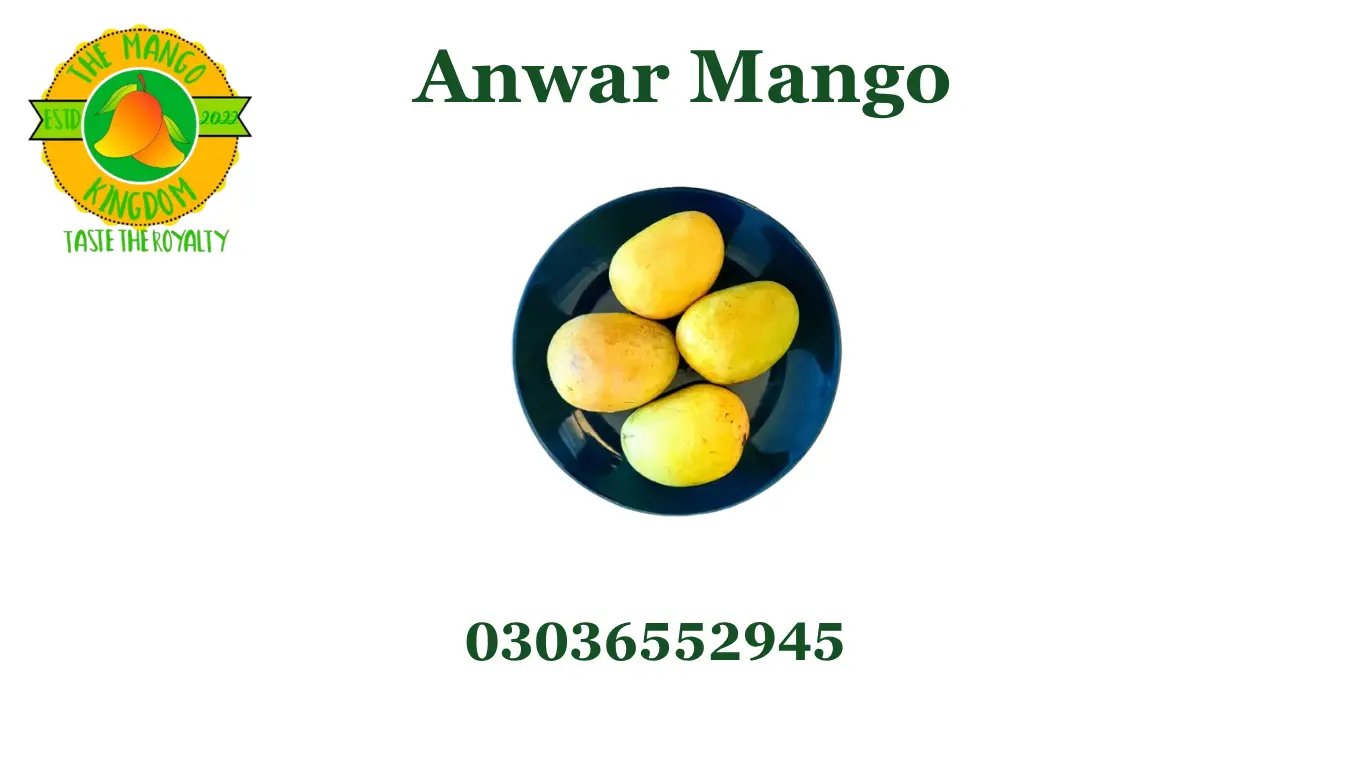 Anwar Ratol Mango – Complete Guide About Price, Taste, Benefits & Season in Pakistan 1 anwar ratol mango