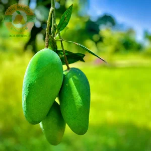 sindhri mango fruit
