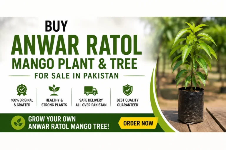 Buy Anwar Ratol Mango Plant & Tree for Sale in Pakistan — Complete Guide 6 Anwar ratol mango tree details