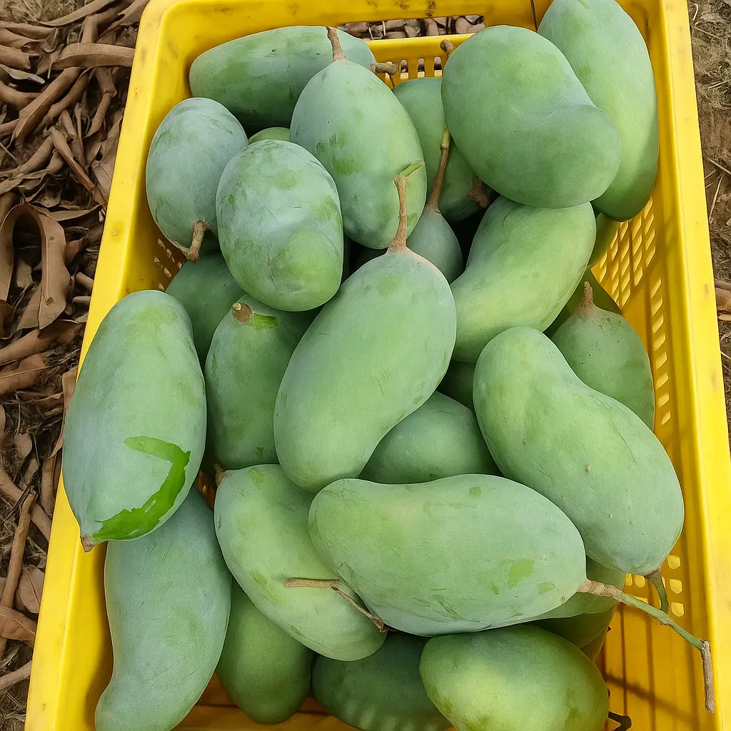 Sindhri Mango Price in Pakistan — Current Rates Per Kg and Per Box Explained 3 sindhri mango